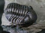 Detailed Eldredgeops Trilobite - New York #14039-3